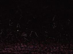 zoom colori VELOURS JOYCE prune